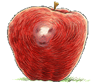 bg apple